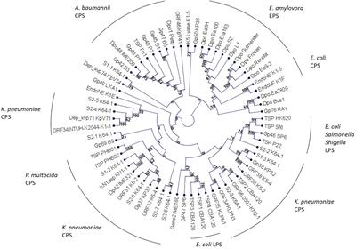 Diversity and Function of Phage Encoded Depolymerases